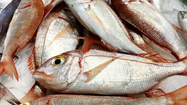 tyligadas_fish_3
