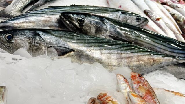 tyligadas_fish_6