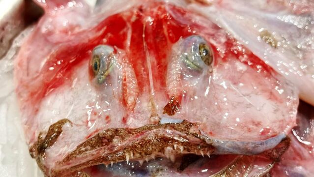 tyligadas_fish_7