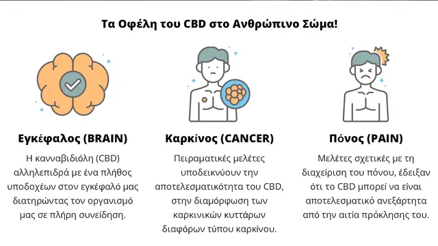 02_cannabisland_img_